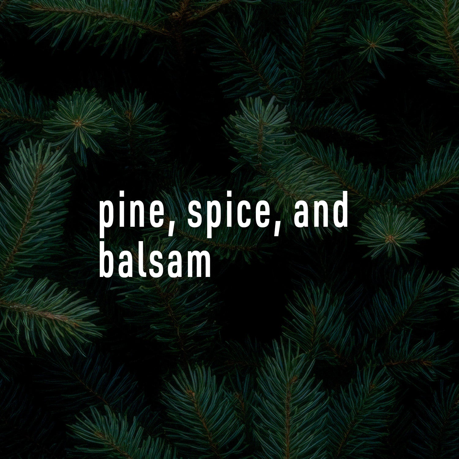 Text 'pine, spice, and balsam' overlay on a background of pine branches