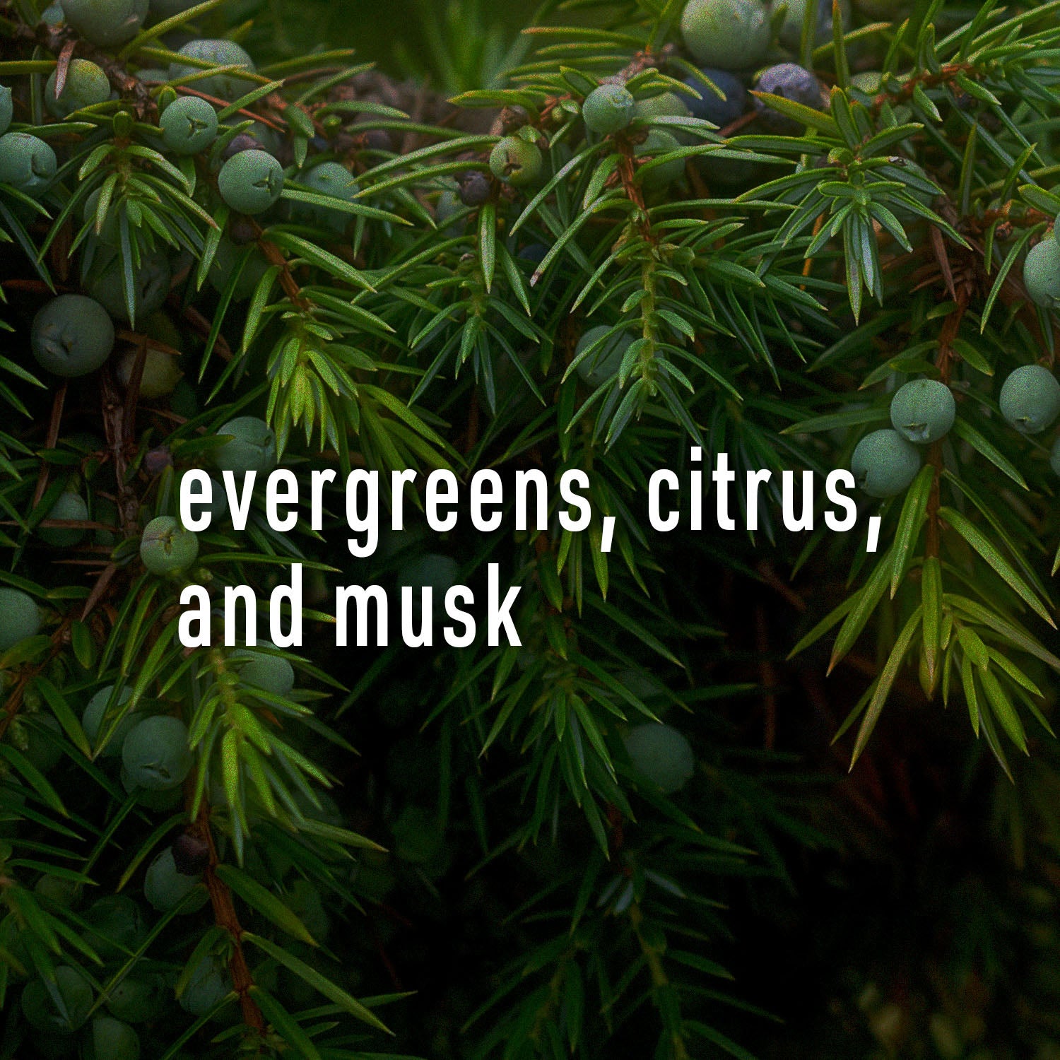 Fraser fir foliage background with text overlay 'evergreens, citrus, and musk'
