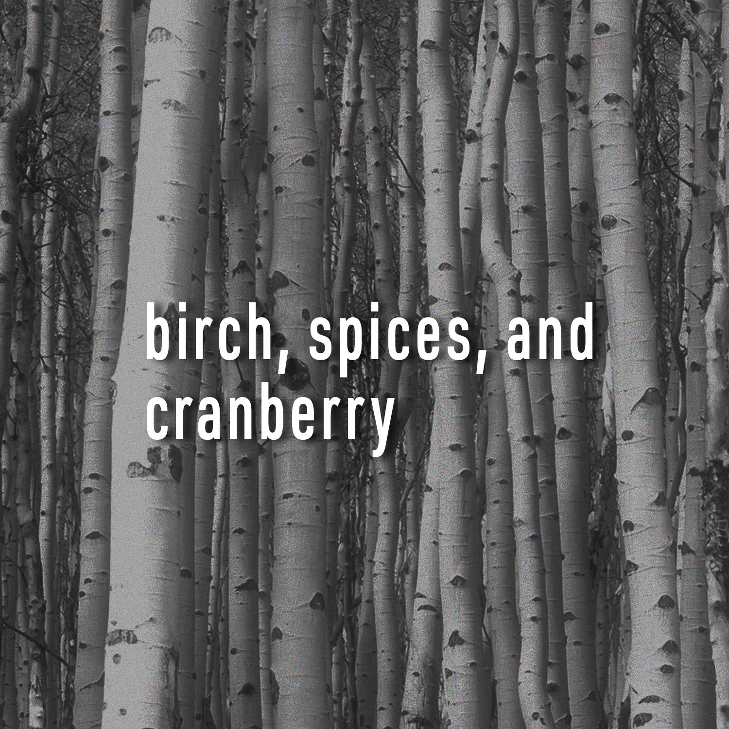 Black and white image of birch trees with text overlay 'birch, spices, and cranberry'.