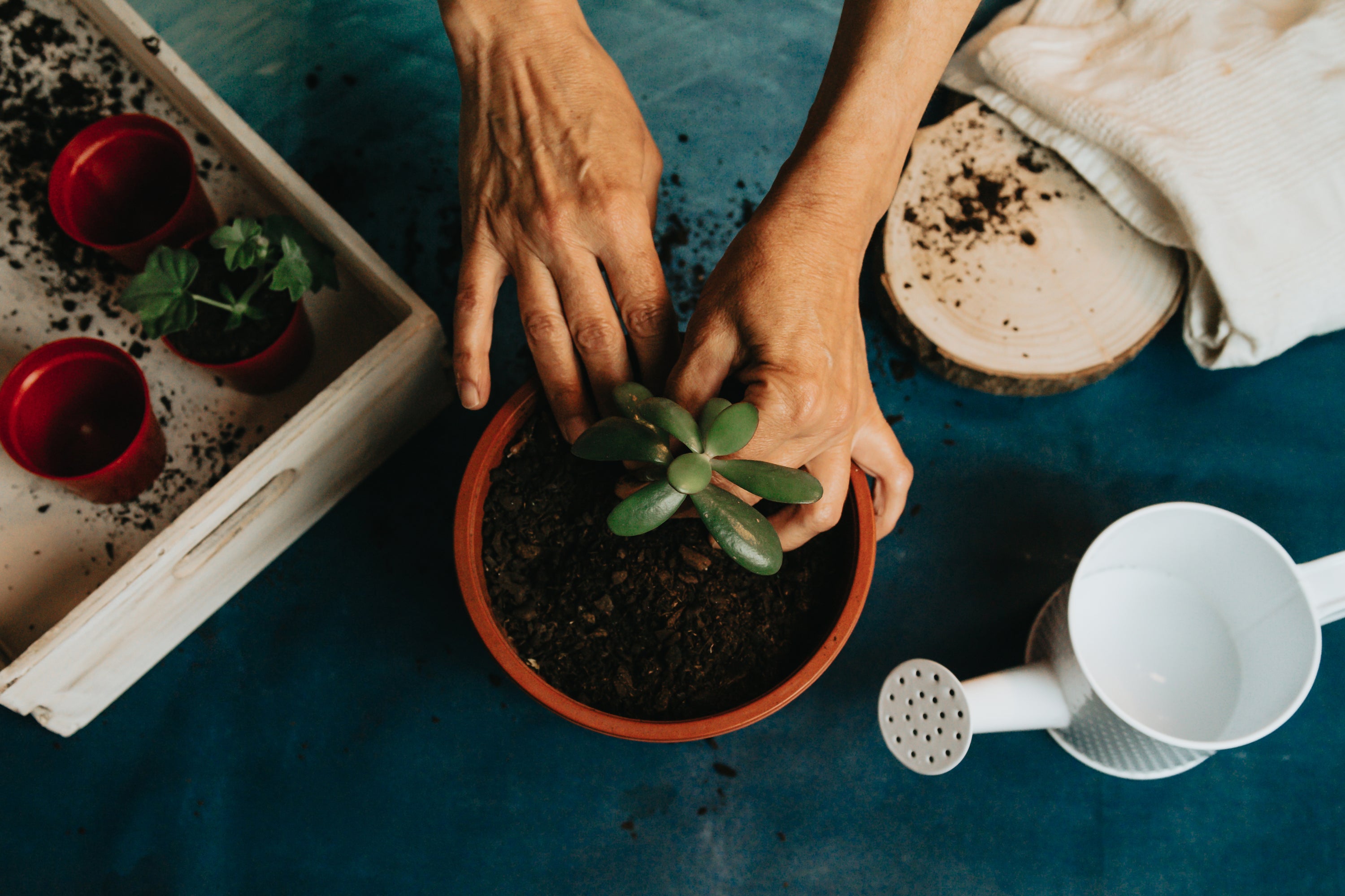 A small plant being planted into a terracotta pot with a small white watering can nearby